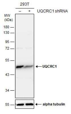 Western Blot: UQCRC1 Antibody (1311) [NBP2-43596]
