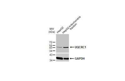 Western Blot: UQCRC1 Antibody (1311) [NBP2-43596]