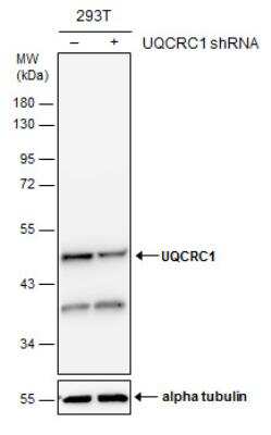 Western Blot: UQCRC1 Antibody (139) [NBP2-43597]