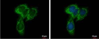 Immunocytochemistry/ Immunofluorescence: UQCRC1 Antibody [NBP2-20815]