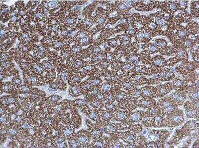 Immunohistochemistry-Paraffin: UQCRC1 Antibody [NBP1-32045]