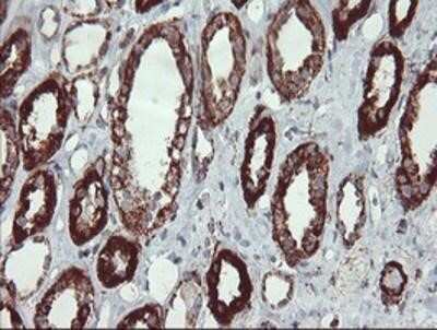 Immunohistochemistry: UQCRC1 Antibody (OTI1G6) - Azide and BSA Free [NBP2-74796]