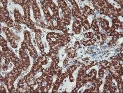 Immunohistochemistry-Paraffin: UQCRC1 Antibody (OTI1G6) [NBP2-03825]