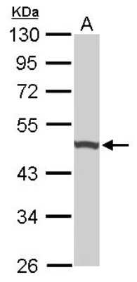 Western Blot: UQCRC1 Antibody [NBP1-32045]