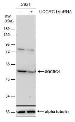 Western Blot: UQCRC1 Antibody [NBP1-32045]