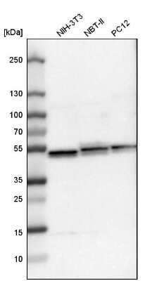 Western Blot: UQCRC1 Antibody [NBP1-85329]