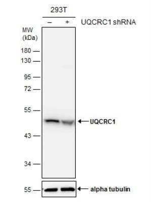 Western Blot: UQCRC1 Antibody [NBP2-20815]
