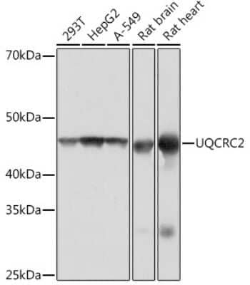 Western Blot: UQCRC2 Antibody (3E3O8) [NBP3-16390]