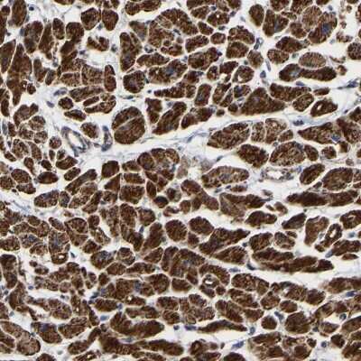 Immunohistochemistry-Paraffin: UQCRC2 Antibody [NBP1-80861]