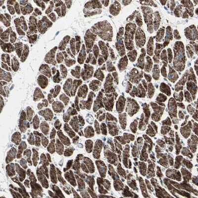 Immunohistochemistry-Paraffin: UQCRC2 Antibody [NBP1-80862]