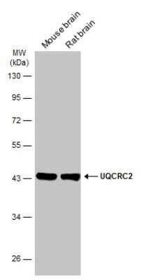 Western Blot: UQCRC2 Antibody [NBP2-20816]