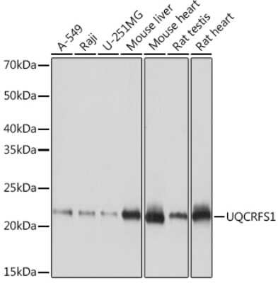 Western Blot: UQCRFS1 Antibody (0O9Z10) [NBP3-16812]