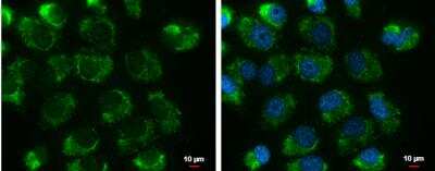 Immunocytochemistry/ Immunofluorescence: UQCRFS1 Antibody [NBP1-32367]