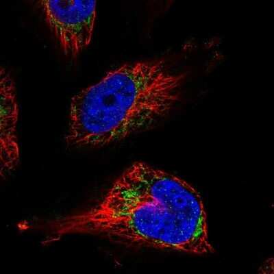 Immunocytochemistry/ Immunofluorescence: UQCRFS1 Antibody [NBP1-87826]