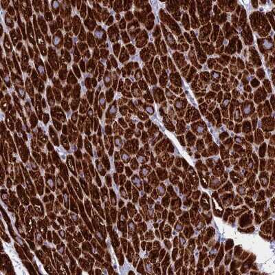 Immunohistochemistry-Paraffin: UQCRFS1 Antibody [NBP1-87826]