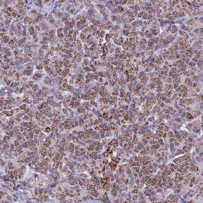 Immunohistochemistry-Paraffin: UQCRFS1 Antibody [NBP1-87826]