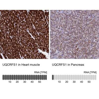 Immunohistochemistry-Paraffin: UQCRFS1 Antibody [NBP1-87826]