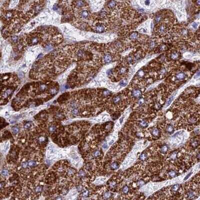 Immunohistochemistry-Paraffin: UQCRFS1 Antibody [NBP1-87826]