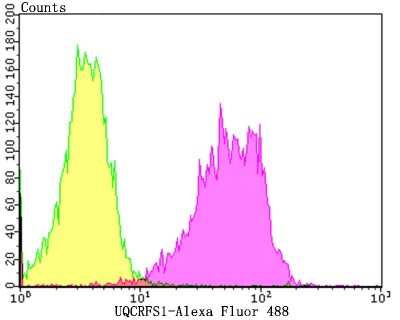 Flow Cytometry: UQCRFS1 Antibody (JG62-31) [NBP2-75697]