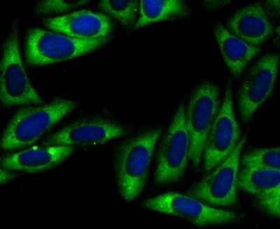 Immunocytochemistry/ Immunofluorescence: UQCRFS1 Antibody (JG62-31) [NBP2-75697]