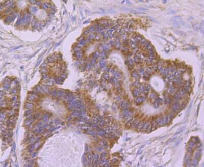 Immunohistochemistry-Paraffin: UQCRFS1 Antibody (JG62-31) [NBP2-75697]