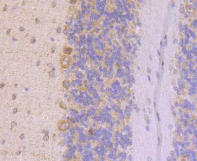 Immunohistochemistry-Paraffin: UQCRFS1 Antibody (JG62-31) [NBP2-75697]