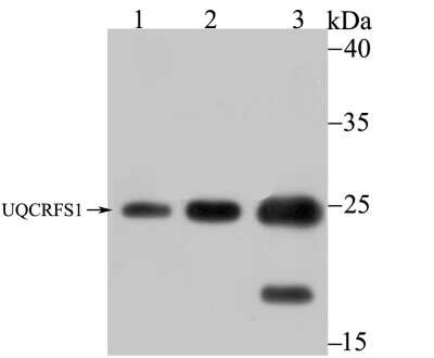 Western Blot: UQCRFS1 Antibody (JG62-31) [NBP2-75697]