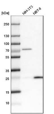Western Blot: UQCRFS1 Antibody [NBP1-87826]