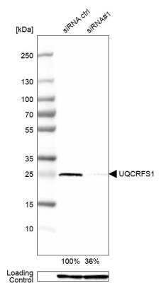 Western Blot: UQCRFS1 Antibody [NBP2-38623]