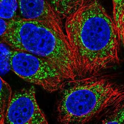 Immunocytochemistry/ Immunofluorescence: UQCRQ Antibody [NBP1-92563]