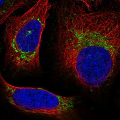 Immunocytochemistry/ Immunofluorescence: UQCRQ Antibody [NBP2-58679]