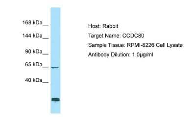 Western Blot: URB/CCD80 Antibody [NBP2-86044]