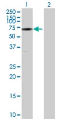 Western Blot: URI Antibody [H00008725-B01P]