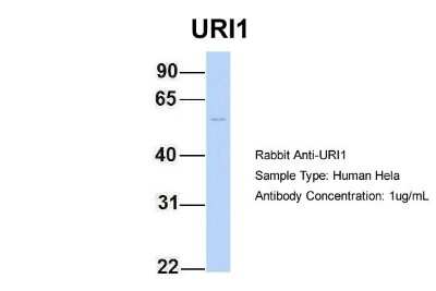 Western Blot: URI Antibody [NBP1-79413]