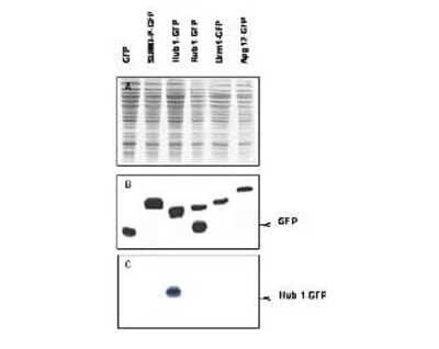 Western Blot: URM1 Antibody [NB600-469]