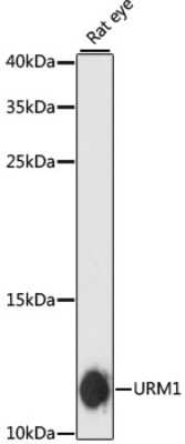 Western Blot: URM1 AntibodyAzide and BSA Free [NBP2-94691]