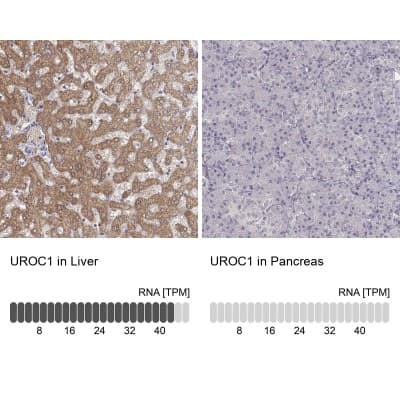 Immunohistochemistry-Paraffin: UROC1 Antibody [NBP2-62665]