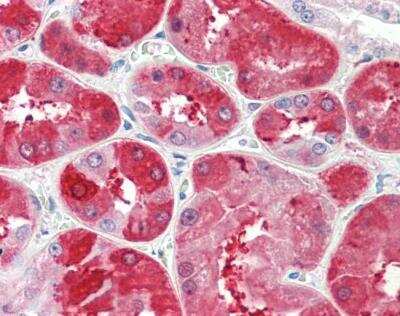 Immunohistochemistry-Paraffin: UROD Antibody [NBP2-26190]