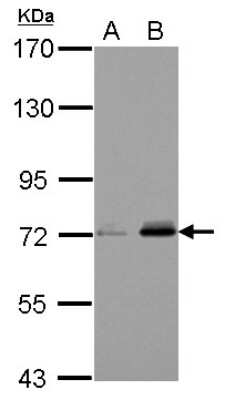 Western Blot: FERMT3/URP2 Antibody [NBP2-20821]