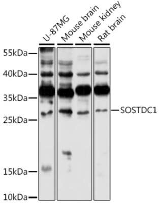 Western Blot: USAG1/SOSTDC1 AntibodyAzide and BSA Free [NBP3-03287]