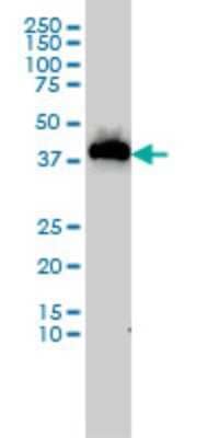 Western Blot: USF1 Antibody (2A7) [H00007391-M02]