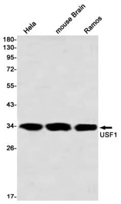 Western Blot: USF1 Antibody (S03-5E6) [NBP3-19925]