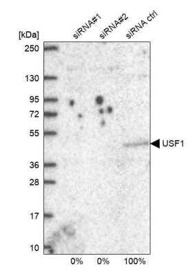 Western Blot: USF1 Antibody [NBP2-38290]