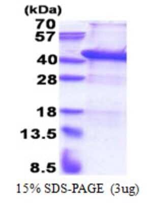 SDS-PAGE: Recombinant Human USF1 His Protein [NBP2-22932]