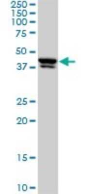 Western Blot: USF2 Antibody (5E9) [H00007392-M01]