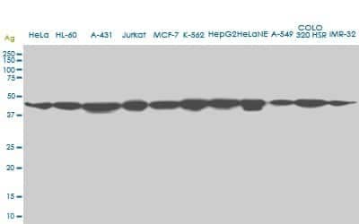 Western Blot: USF2 Antibody (5E9) [H00007392-M01]