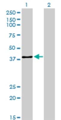 Western Blot: USF2 Antibody (5E9) [H00007392-M01]