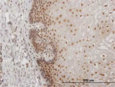 Immunohistochemistry-Paraffin: USF2 Antibody (5F2) [H00007392-M02]