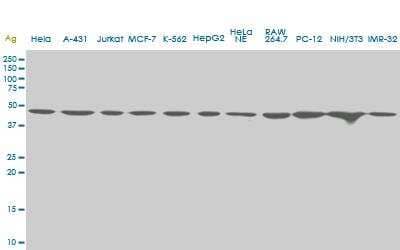 Western Blot: USF2 Antibody (6A9) [H00007392-M03]
