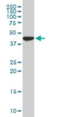 Western Blot: USF2 Antibody (6A9) [H00007392-M03]